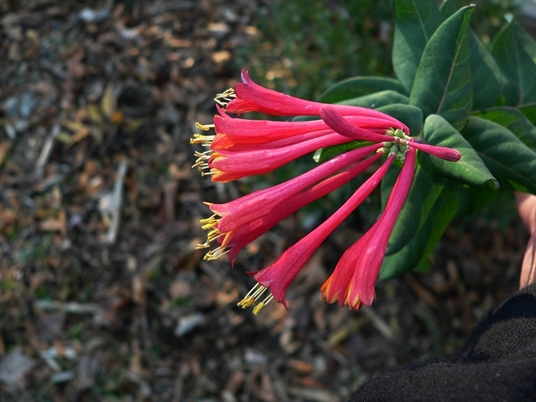 {Lonicera sempervirens}